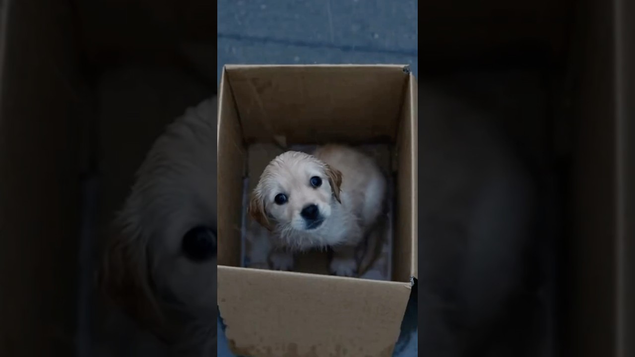 Abandoned Puppy in Storm Gets Rescued 🐶💔