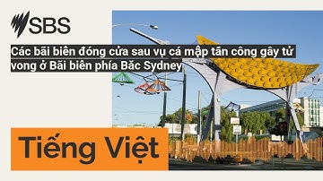 Các bãi biển đóng cửa sau vụ cá mập tấn công gây tử vong ở Bãi biển phía Bắc Sydney | SBS...