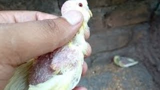 बजरी तोते Condom बच्चे क्यों निकलते है|Budgies Condom baby kyo nikalte hein screenshot 5