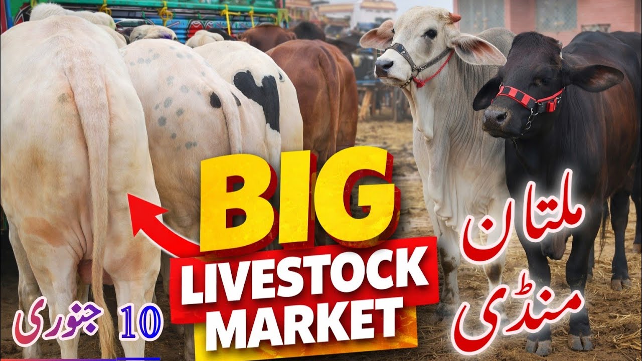 🚨 Multan Janwar Mandi Saturday Latest Update | Prices Shocked Buyers! 🐄🔥
