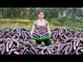 Hartvesting eggplant ca tim goes to countryside market sell  free farm life  ly tieu toan