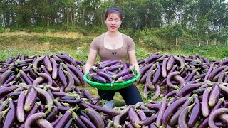 Hartvesting Eggplant (CA TIM) Goes to countryside market sell - Free farm life | Ly Tieu Toan