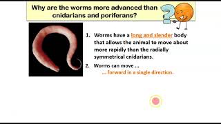Intro To Flatworms And Roundworms