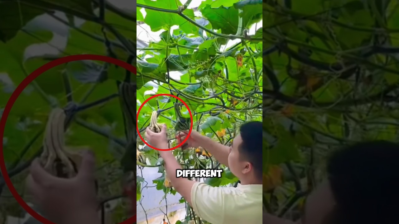 China has developed a new variety of pumpkin in a short time🥐🤯