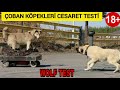 Köpeklerin Kurt Cesaret Testi - Pitbull, German Shepherd, Akita, Samoyed