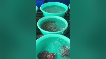 Cảng cá Vĩnh Lương là cảng đầu mối hải sản lớn nhất Nha Trang