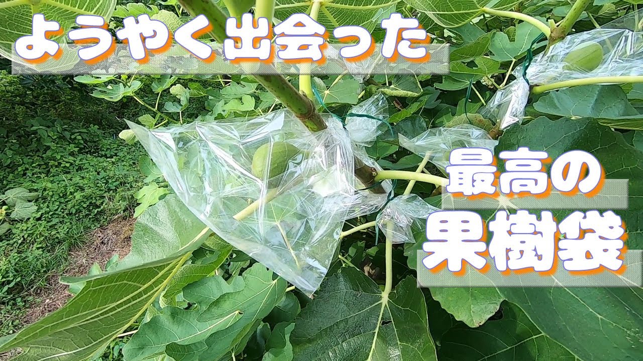 【頑張らない農業】イチジクの摘果と袋掛け