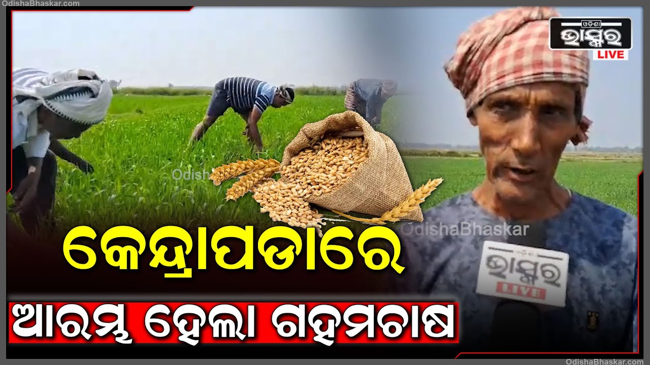 ରାଜସ୍ଥାନରେ ଗହମ ଚାଷ କରୁଥିଲୁ ..ଏବେ କେନ୍ଦ୍ରାପଡାରେ ଆରମ୍ଭ କଲୁ..ପାଣି ଅସୁବିଧା ଥିବାରୁ ପ୍ରଥମଥର ପାଇଁ ଚାଷ କରିଛୁ