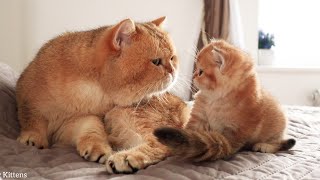 The kitten saw his father William For the First Time.