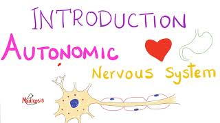 Autonomic Nervous System (ANS) - Sympathetic vs. Parasympathetic - (SNS vs. PNS) - Physiology Series