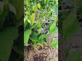 A aquaponia vai muito além de produzir alimentos. ela é uma filosofia de vida 🦋🐟🌿