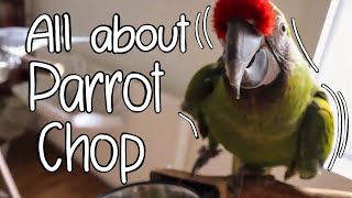 All About Parrot Chop || A Parrots Diet by Soaring Wings Flock 2,708 views 3 years ago 9 minutes, 34 seconds