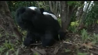 Skunk With Rabies Bites Woman In Cheshire