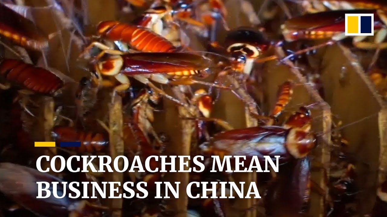 Hong Kong S Protesters Are Often Called Cockroaches But Where Does The Term Come From South China Morning Post