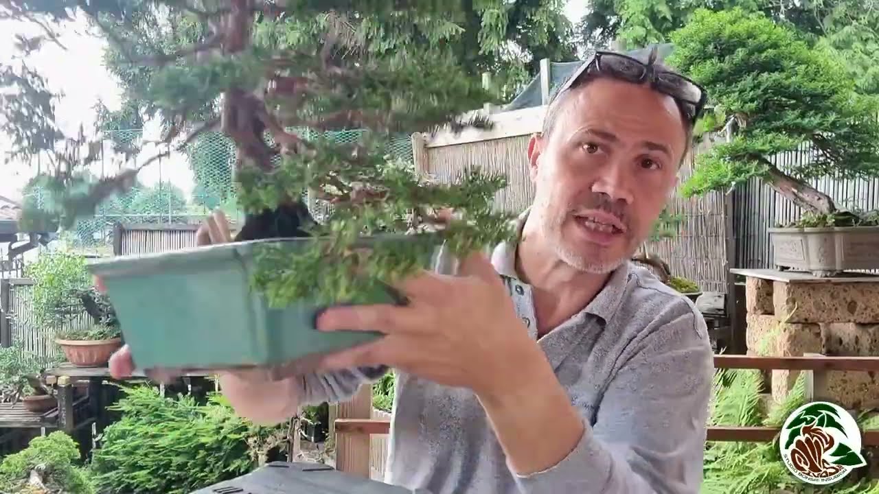 Come ho scelto il fronte ed i rami di questo bonsai?
