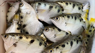 Câu lure cá mang rổ - 1 đường 1 con, ngồi 1 chỗ câu