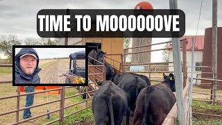 We Moved The Cows! | Grazing Stalks