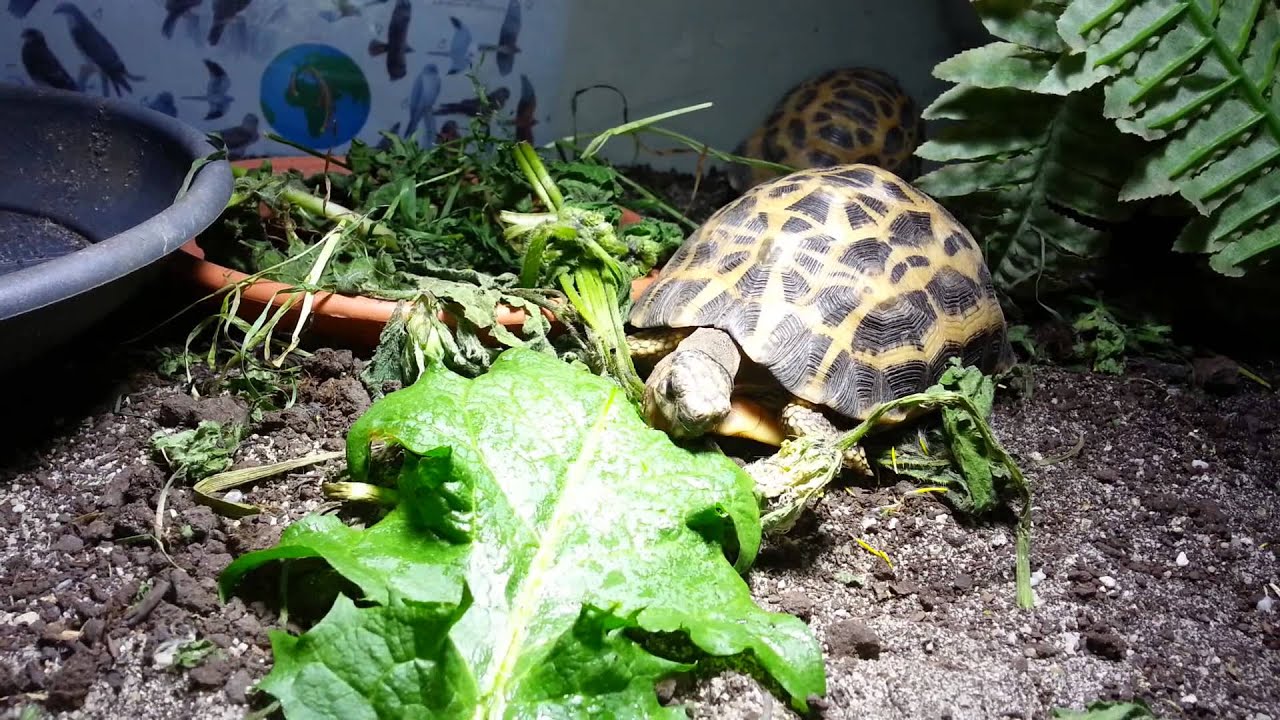 Pyxis arachnoides oblonga eating (3)