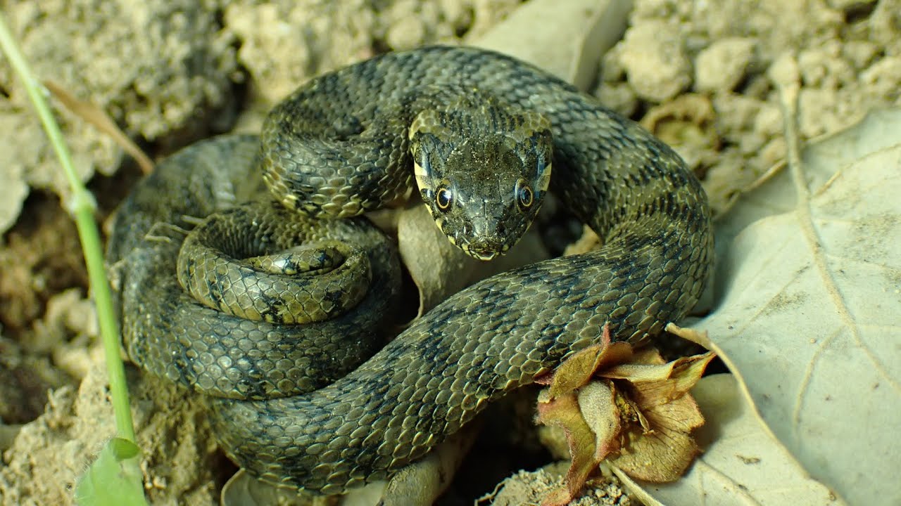 Adderringslang/Viperine snake (Natrix maura)