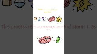 “🧬 Mitochondria: The Powerhouse of the Cell ” #biology #anatomy #education #science