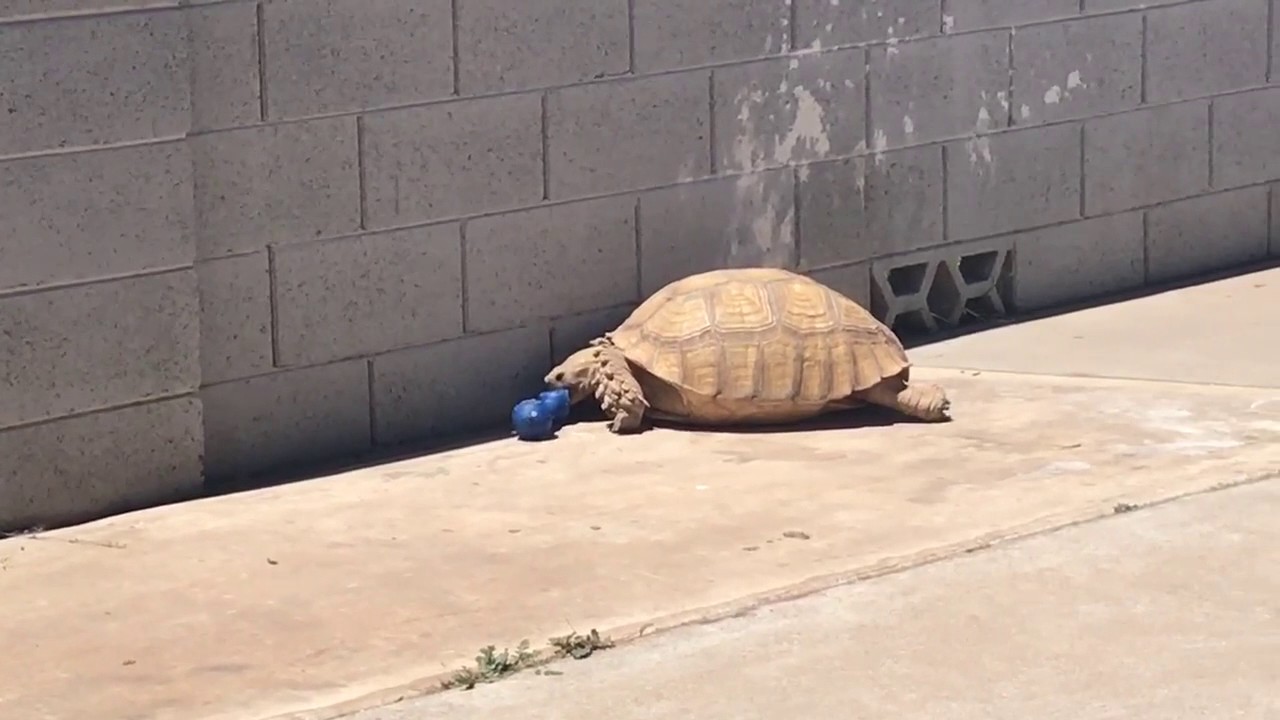 Playful Tortoise playing with squeaky dog toy YouTube