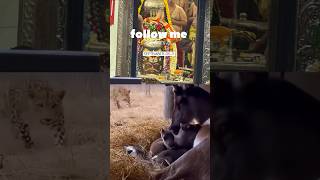 100M views #mahakal #ujjain