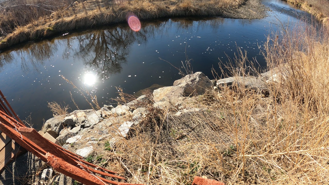 Saw a mink on the walk!