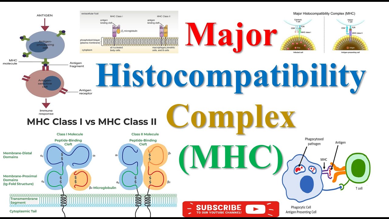 Major Histocompatibility Complex (MHC) | Clinical Biochemistry 