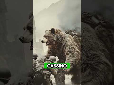 O Urso-Soldado #SegundaGuerraMundial