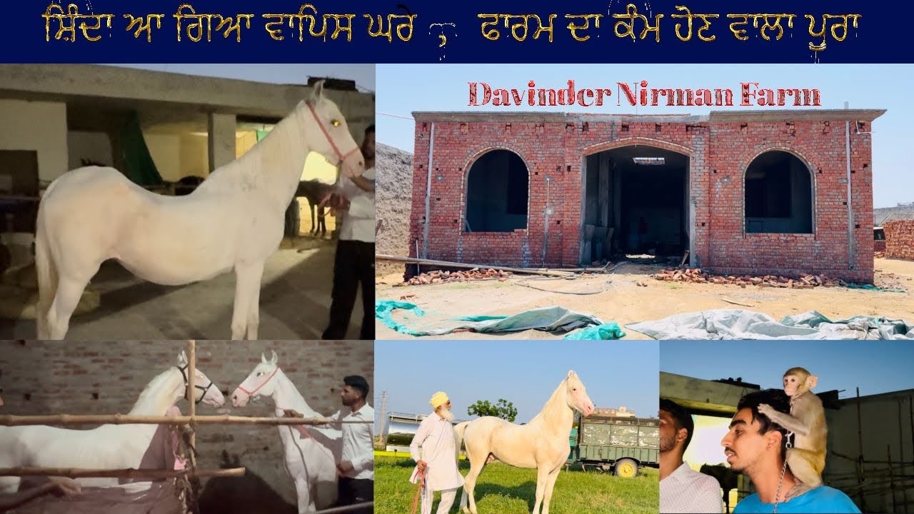 ਫਾਰਮ ਦਾ ਕੰਮ ਲੱਗ ਗਿਆ ਸਿਰੇ…ਸ਼ਿੰਦਾ ਵੀ ਆ ਗਿਆ ਘਰ DAVINDER NIRMAN FARM…