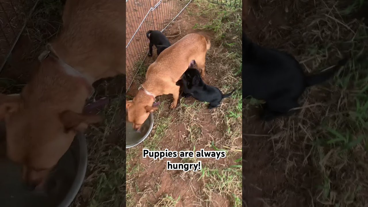 Puppies are always hungry! 