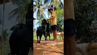 Dog Shelter Worker Boy ❤️ #shortvideo #dogshorts #minivlog #hindisong #shorts