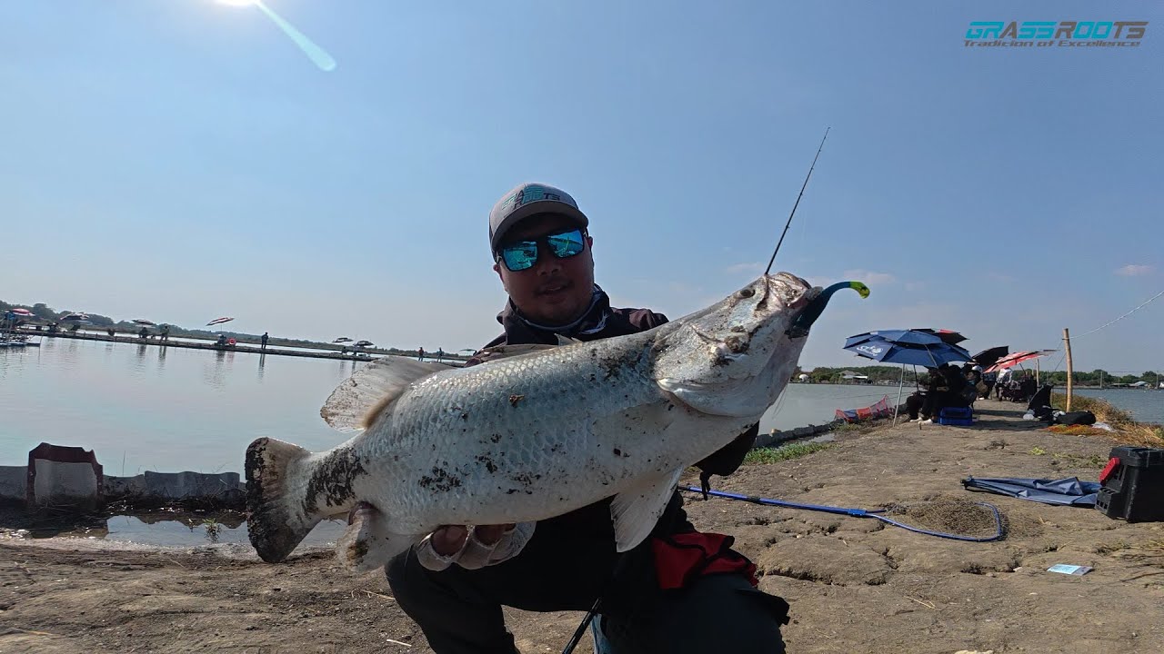 Потерянный морской окунь, эпизод 36 | Морской окунь, пойманный в пруду П'Ти (MBC) - настоящее при...