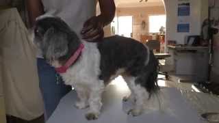 Mangoworms In Miss Ming Of Maine