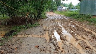 Walking After Rain Amazing Village Life In Bangladesh Rainy Day Village Deshi Tradition Reviewer