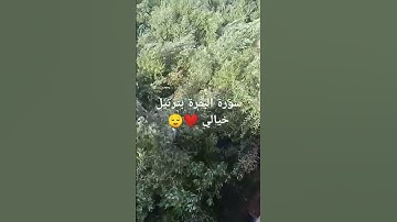 سورة البقرة لفضيلة الشيخ سعود الشريم #اكسبلور #الدعاء_عباده #احاديث #ترند