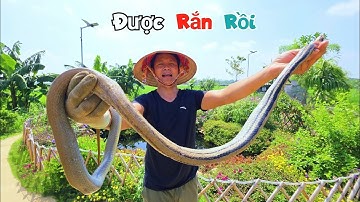 Bất Ngờ Phát Hiện Con Rắn Siêu To Khổng Lồ Chui Vào Bể Cá Koi Đã Dính Lưới / Quế Nghịch