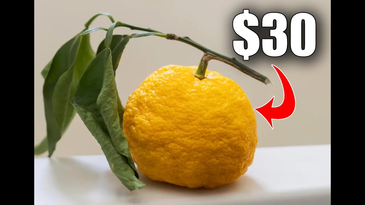 $30 for ONE Lemon - Why is Yuzu So Expensive | Why So Expensive