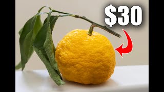 $30 For One Lemon - Why Is Yuzu So Expensive Why So Expensive