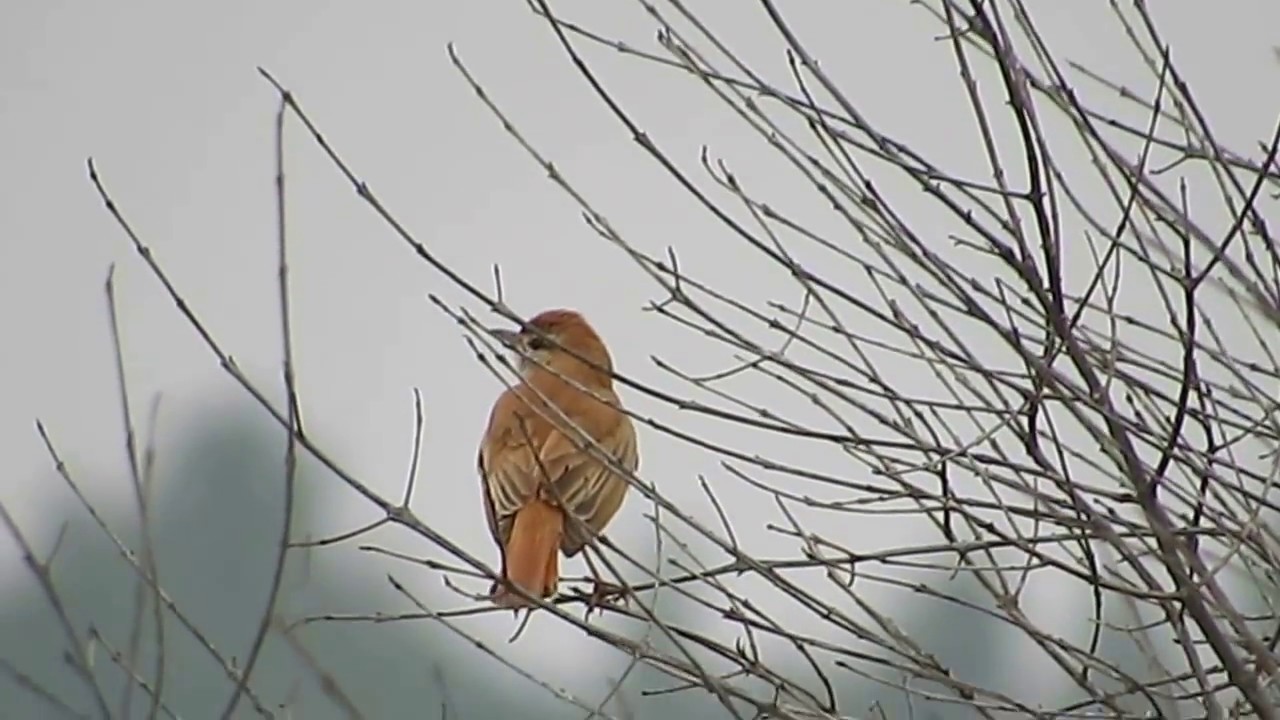 Birds of Morocco: Rufous-tailed scrub robin هزار الاحراش الاحمر 