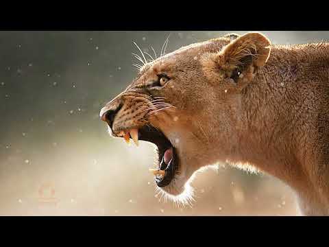 Lion Roaring Sound Sound Effects 