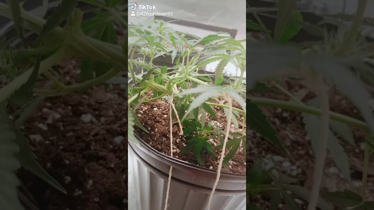 Beautiful Baby AK47 Early Flower Stage - LST - Low Stress - Legal Canadian Culture - Autoflower