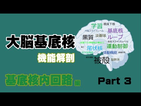 大脳基底核内の機能解剖【基底核核内回路編】