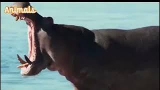 Perkelahian Gajah vs Kuda Nil