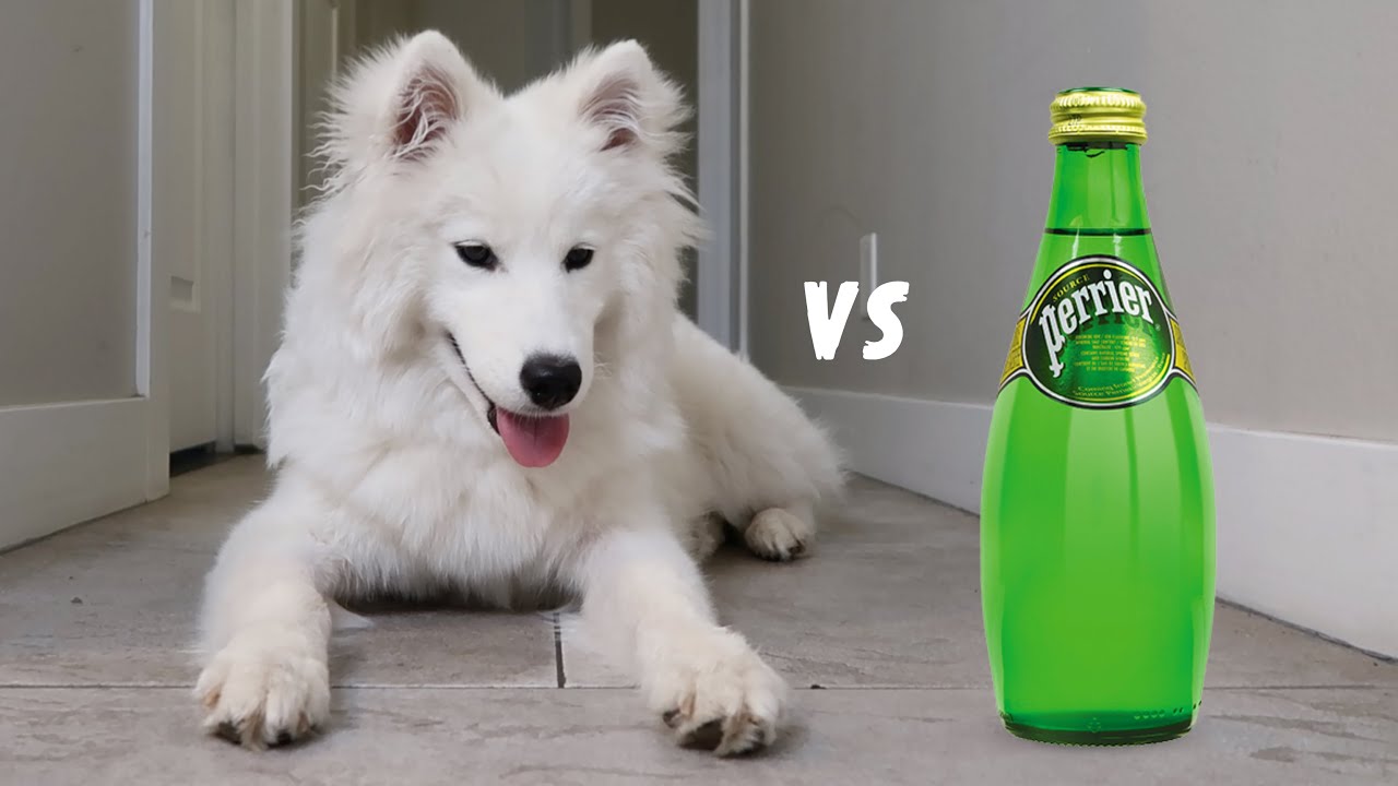 DOG REACTS TO SELTZER WATER!! YouTube
