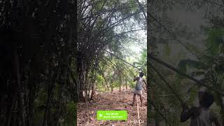 Title:Backyard Bamboo Cleanup for Chick Safety 🌿🐥 | Country Chicken Farm