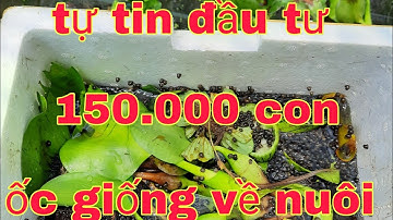 TỰ TIN ĐẦU TƯ 150.000 CON ỐC GIỐNG THẢ XUỒNG AO☎️0917.700.833