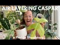 A ghost story - Airlayering and propagating ft Caspar | Plant with Roos