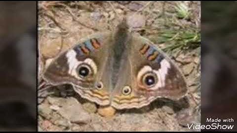 سورة تبارك الدي بيده الملك-خديجة جاند