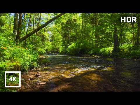Forest Sounds with Gentle Stream & Birdsong | Black Forest Nature Ambience in 4K HDR for Sleep